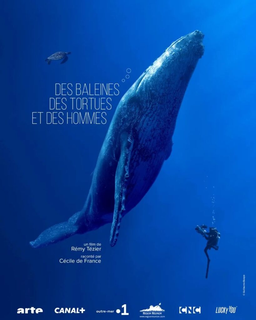 Un Documentaire Sur La Migration Des Baleines Diffusé Sur Arte - Bleen